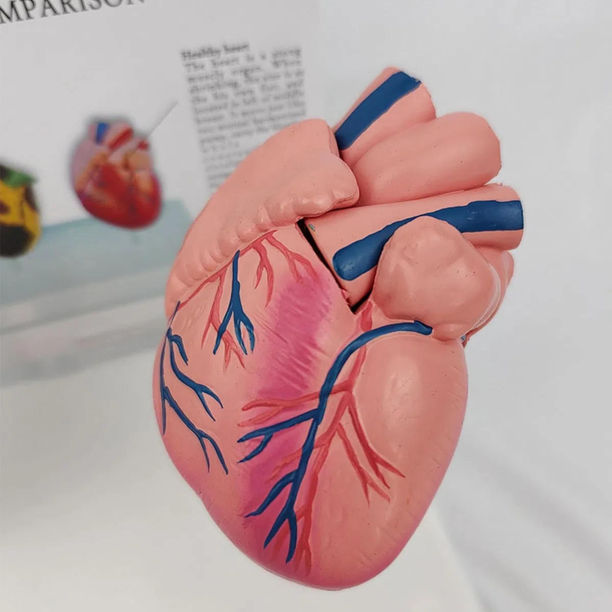 Model anatomiczny patologicznego serca, model porównawczy zdrowego serca i palenia serca, narzędzie do komunikacji lekarza i pacjenta, do prezentacji nauki, nauczania medycznego